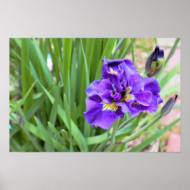 Iris Blomma Foto Poster (Framsidan)