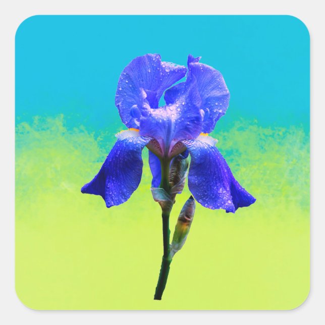 Iris-blomma Fyrkantigt Klistermärke (Framsida)