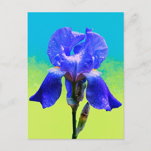 Iris-blomma Helg Vykort (Framsida)