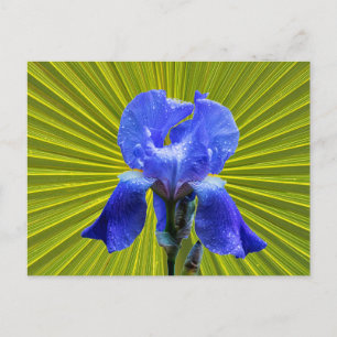 Iris-blomma Helg Vykort