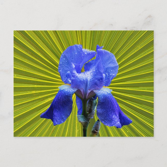 Iris-blomma Helg Vykort (Framsida)