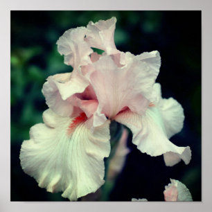 Iris-blomma i persika poster