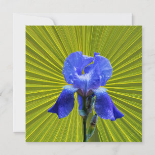 Iris-blomma Julkort