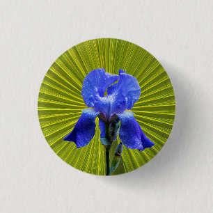 Iris-blomma Knapp