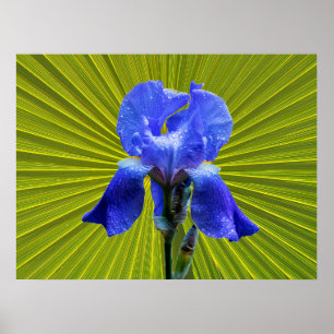Iris-blomma Poster