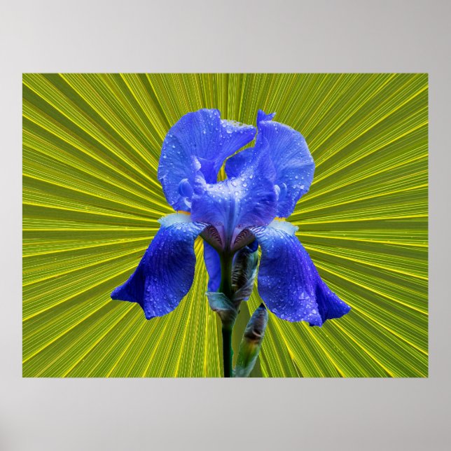 Iris-blomma Poster (Framsidan)
