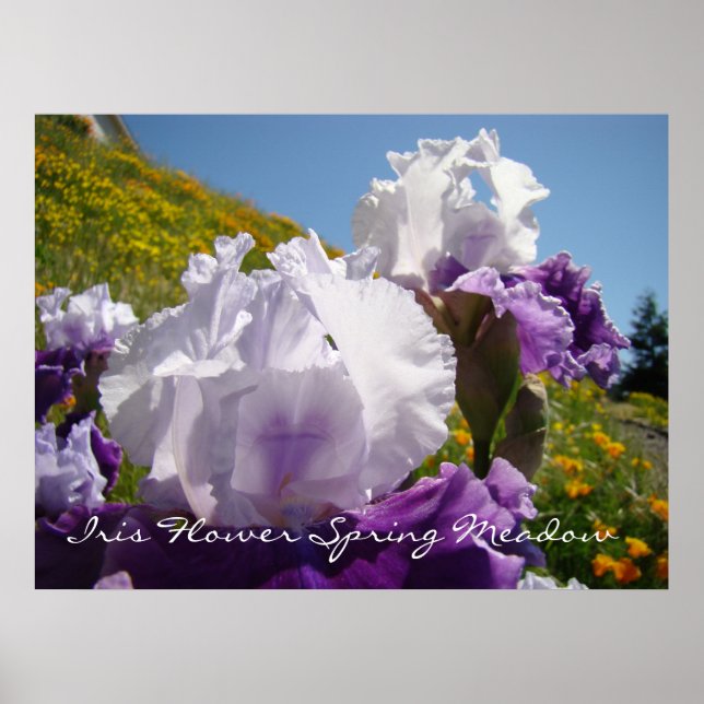 Iris Blomma Vår Äng konsttryck gåvor Irisar Poster (Framsidan)