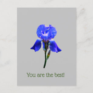 Iris-blomma Vykort