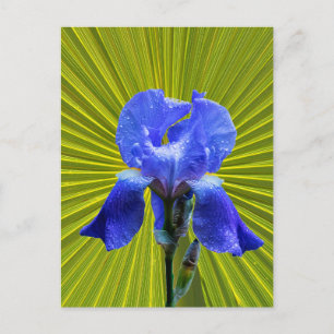 Iris-blomma Vykort