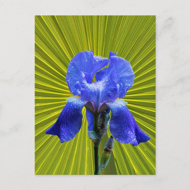 Iris-blomma Vykort (Framsida)