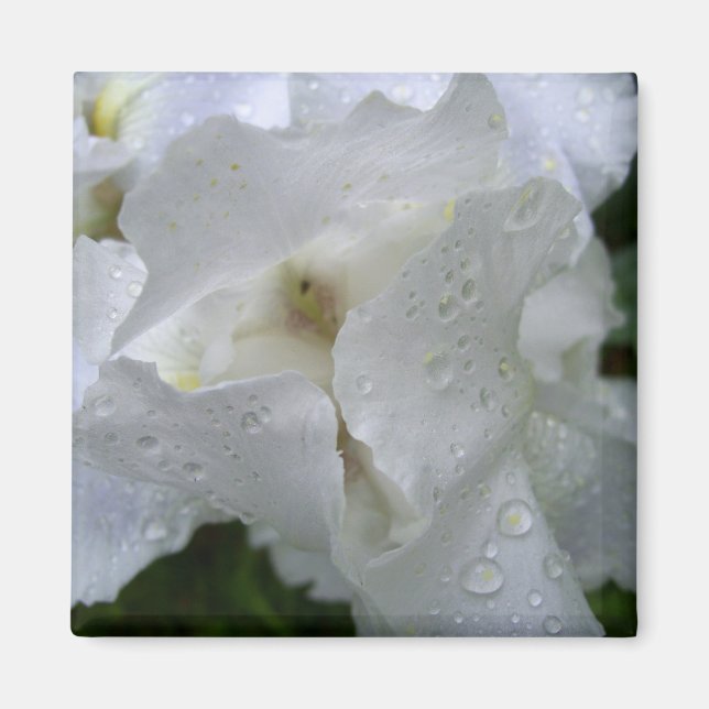 Iris blommagnet magnet (Framsidan)