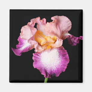 Iris blommagnet magnet