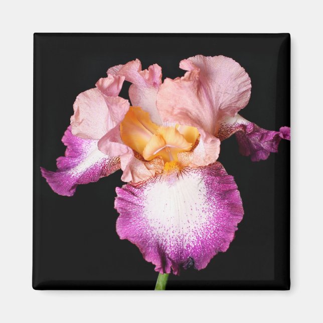 Iris blommagnet magnet (Framsidan)