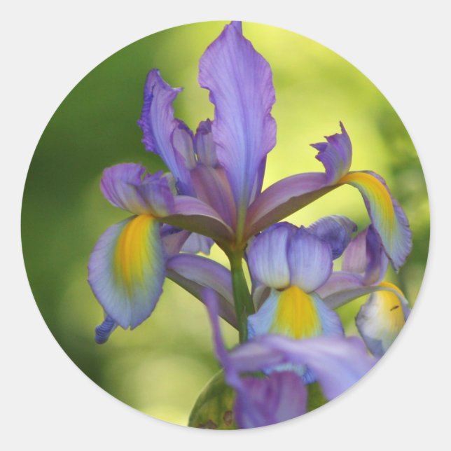 Iris-blomman Stickers Runt Klistermärke (Framsida)