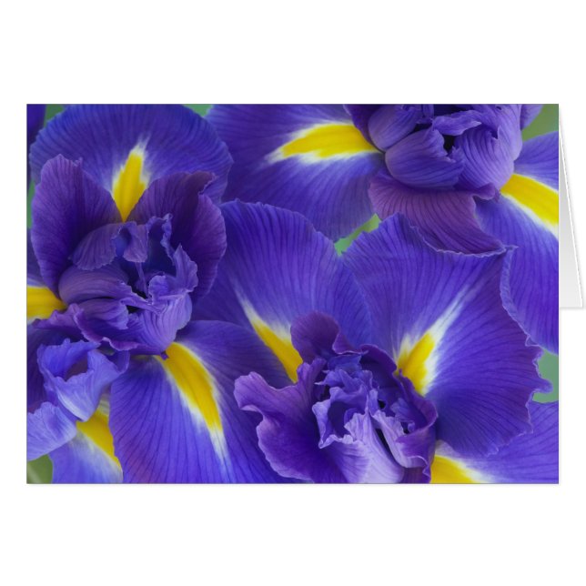 Iris-blommor Hälsningskort (Framsidan Horizontal)