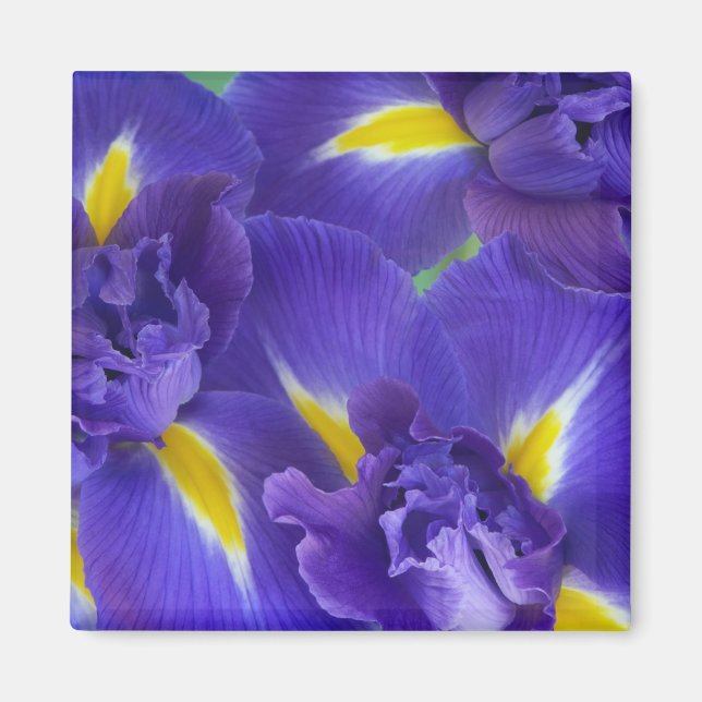 Iris-blommor Magnet (Framsidan)