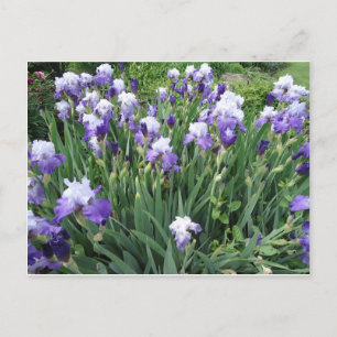 Iris-blommor Vykort
