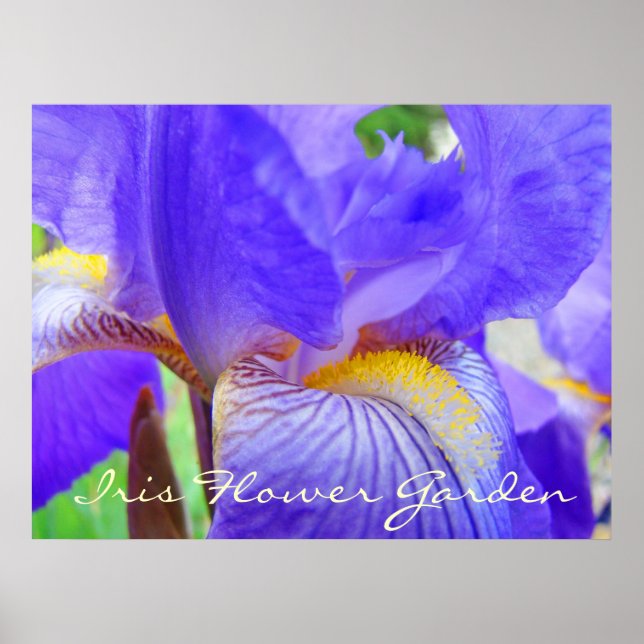 Iris Blomsterträdgård art skriver ut Blue Irises L Poster (Framsidan)