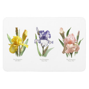 Iris-Blomsterträdgård Magnet