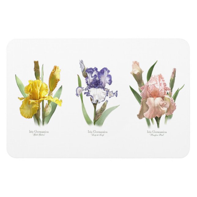 Iris Blomsterträdgård Magnet (Horisontell)