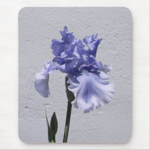 Iris Bloom Musmatta