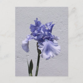 Iris Bloom Vykort