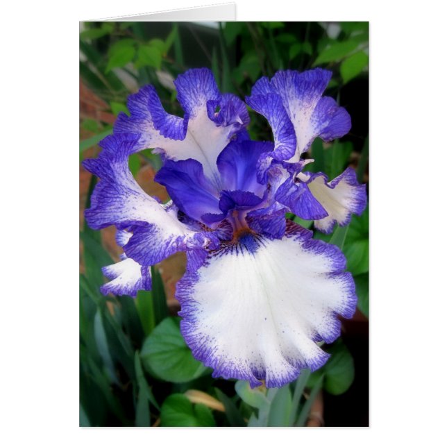 Iris ~ Blue and White Hälsningskort (Framsidan)