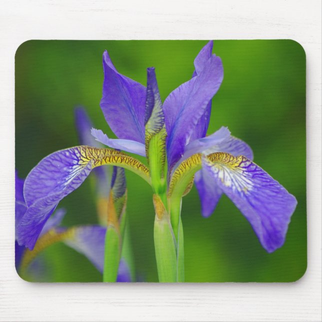 Iris Blue Flower Mousepad Musmatta (Framsidan)