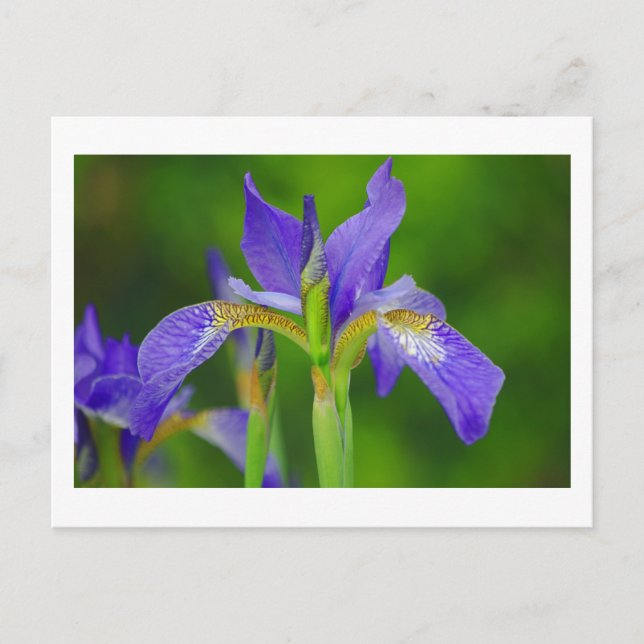 Iris Blue Flower vycard Vykort (Framsida)