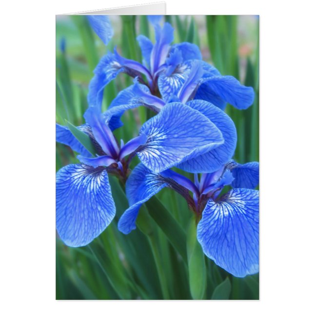 Iris Blue Hälsningskort (Framsidan)