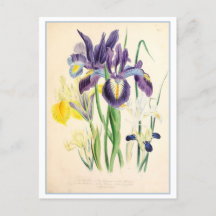 Iris Botanical Illustration Vintage