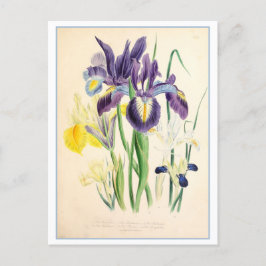 Iris Botanical Illustration Vintage Vykort