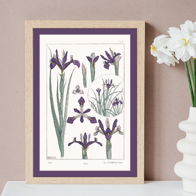 Iris Botanical Verneuil Poster (Skapare uppladdad)