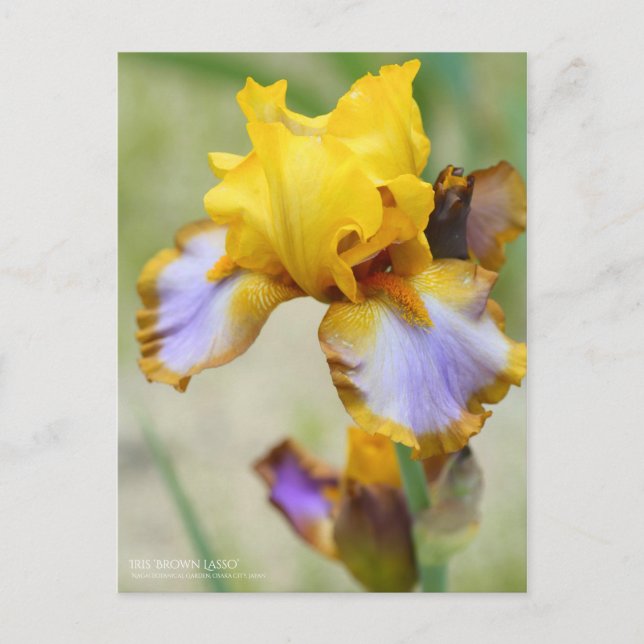 Iris "Brown Lasso" [vykort] Vykort (Framsida)