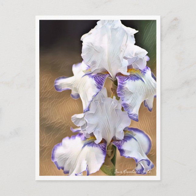 Iris Carolina Gold Vykort (Framsida)