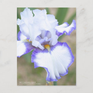 Iris "Carolina Guld":vykort Vykort