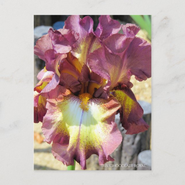 Iris "Chocolate Royal" [vykort] Vykort (Framsida)