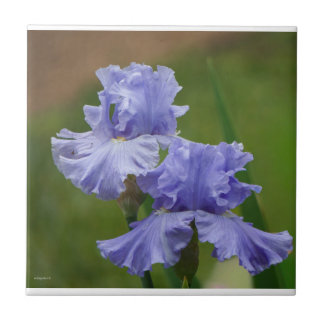 Iris Delight Kakelplatta
