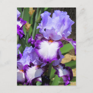Iris "Eagle Flight" [vykort] ポ ス カ ト ー Vykort