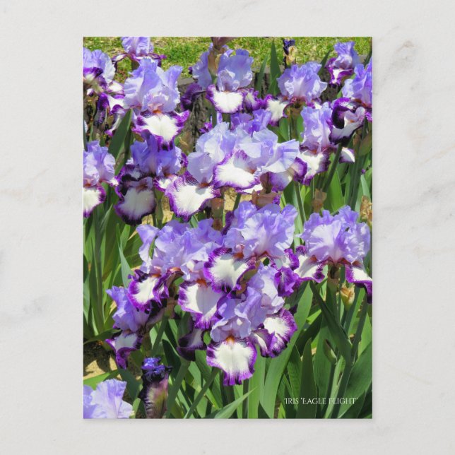 Iris "Eagle Flight" [vykort] ポ ス カ ト ー Vykort (Framsida)