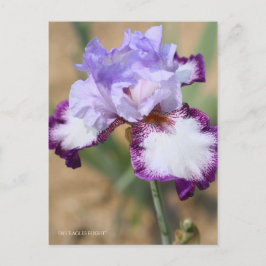 Iris "Eagle Flight" [vykort] ポ ス カ ト ー Vykort