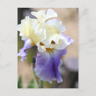Iris "Edith Wolford" [vykort] Vykort