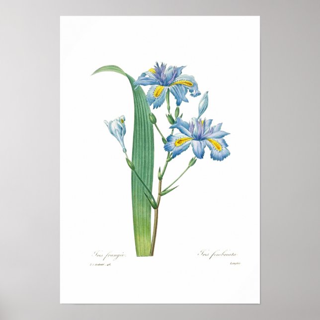 Iris fimbriata poster (Framsidan)