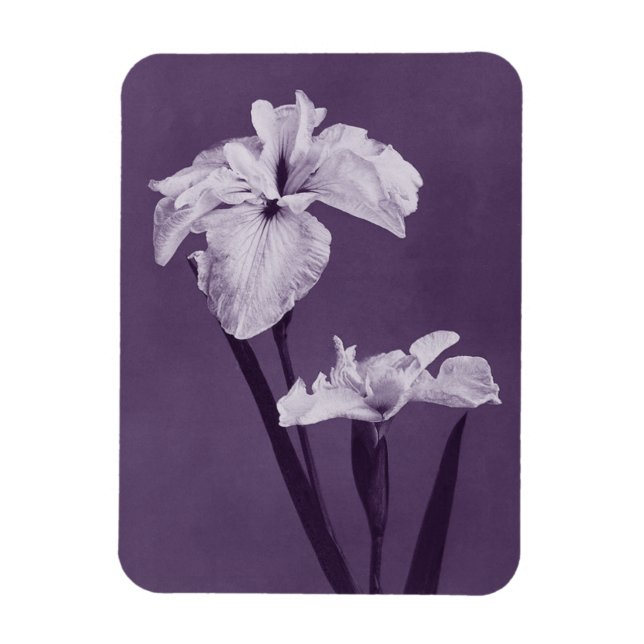 Iris Fine Art Magnet (Vertikal)
