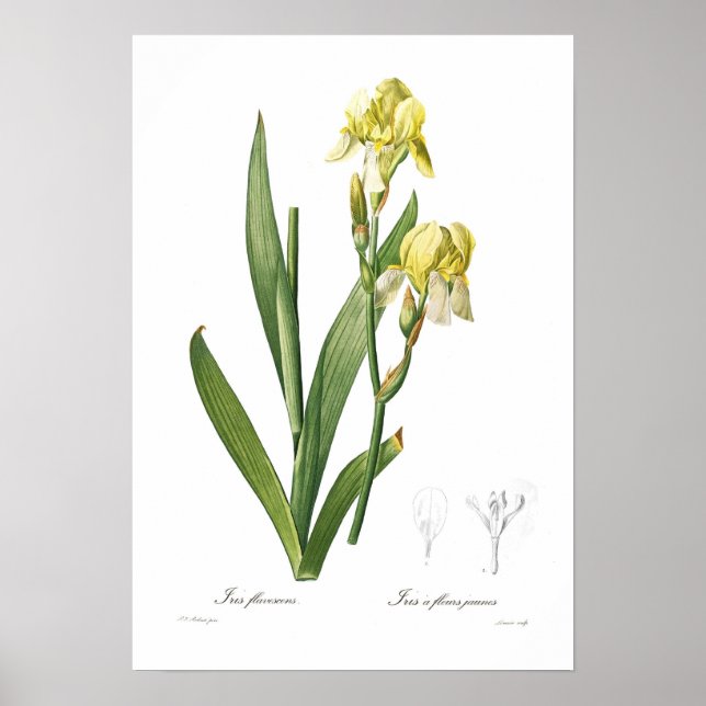Iris flavescens poster (Framsidan)