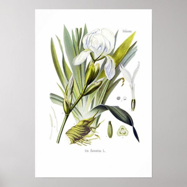 Iris florentina poster (Framsidan)