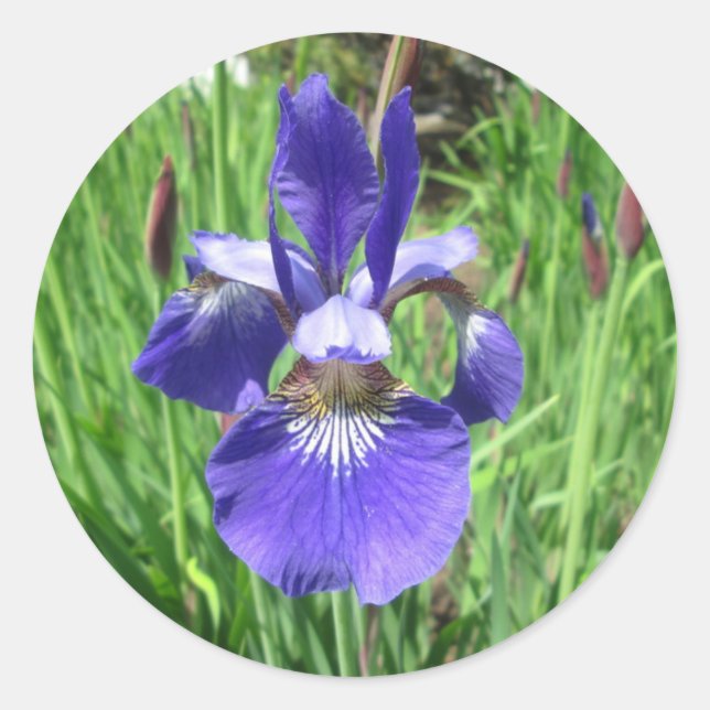 Iris Flower Blue Flagga Runt Klistermärke (Framsida)