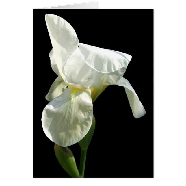 Iris Flower Card Hälsningskort (Framsidan)