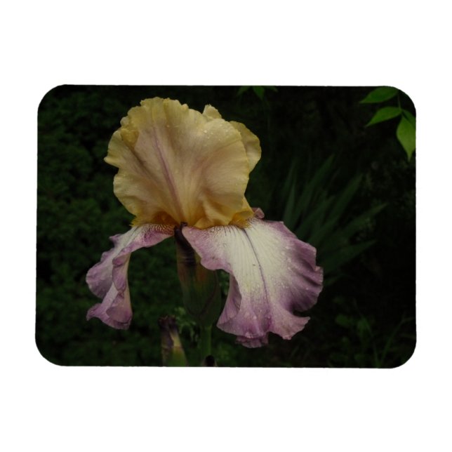 Iris Flower Floral Photography Magnet (Horisontell)