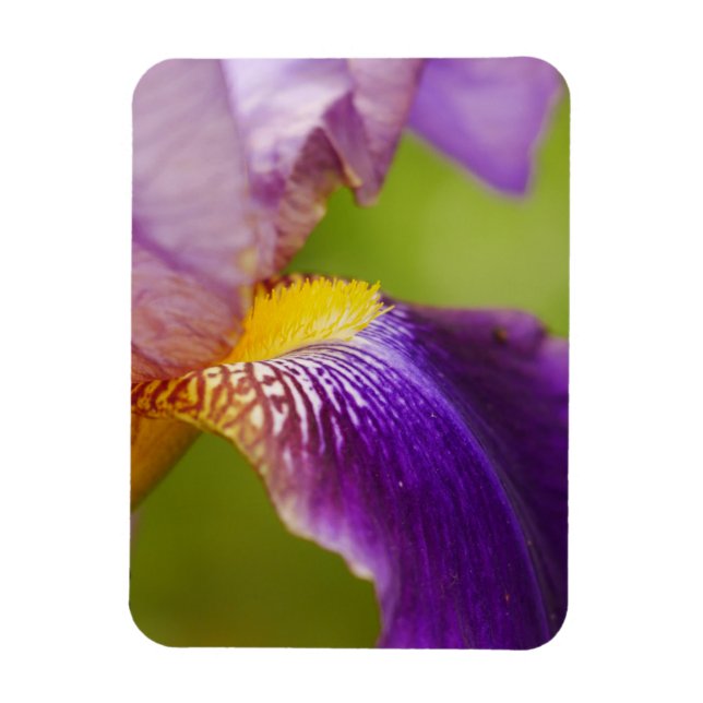 Iris Flower Magnet (Vertikal)